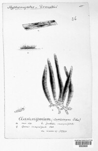 Clasterisporium caricinum image
